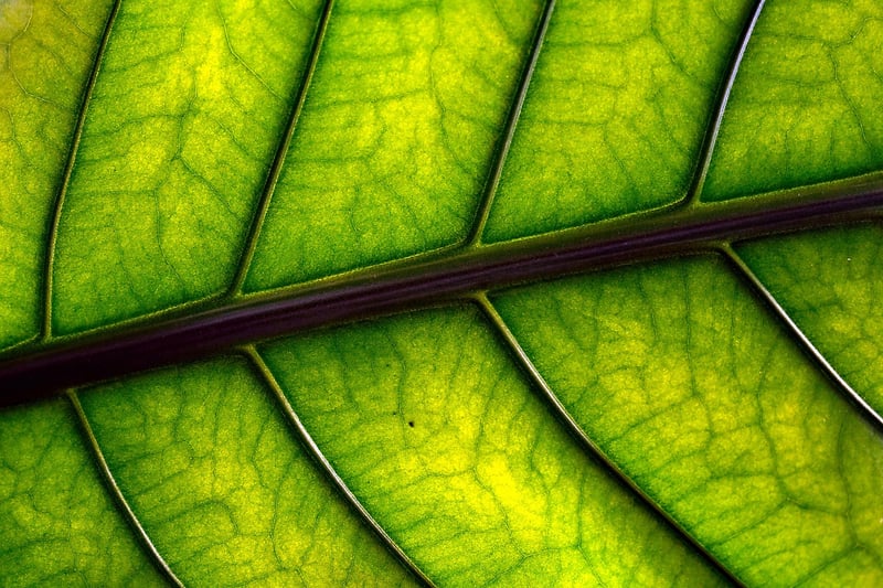 Nature Collage